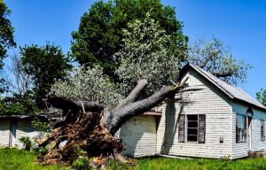 house damaged by tree covered by home insurance