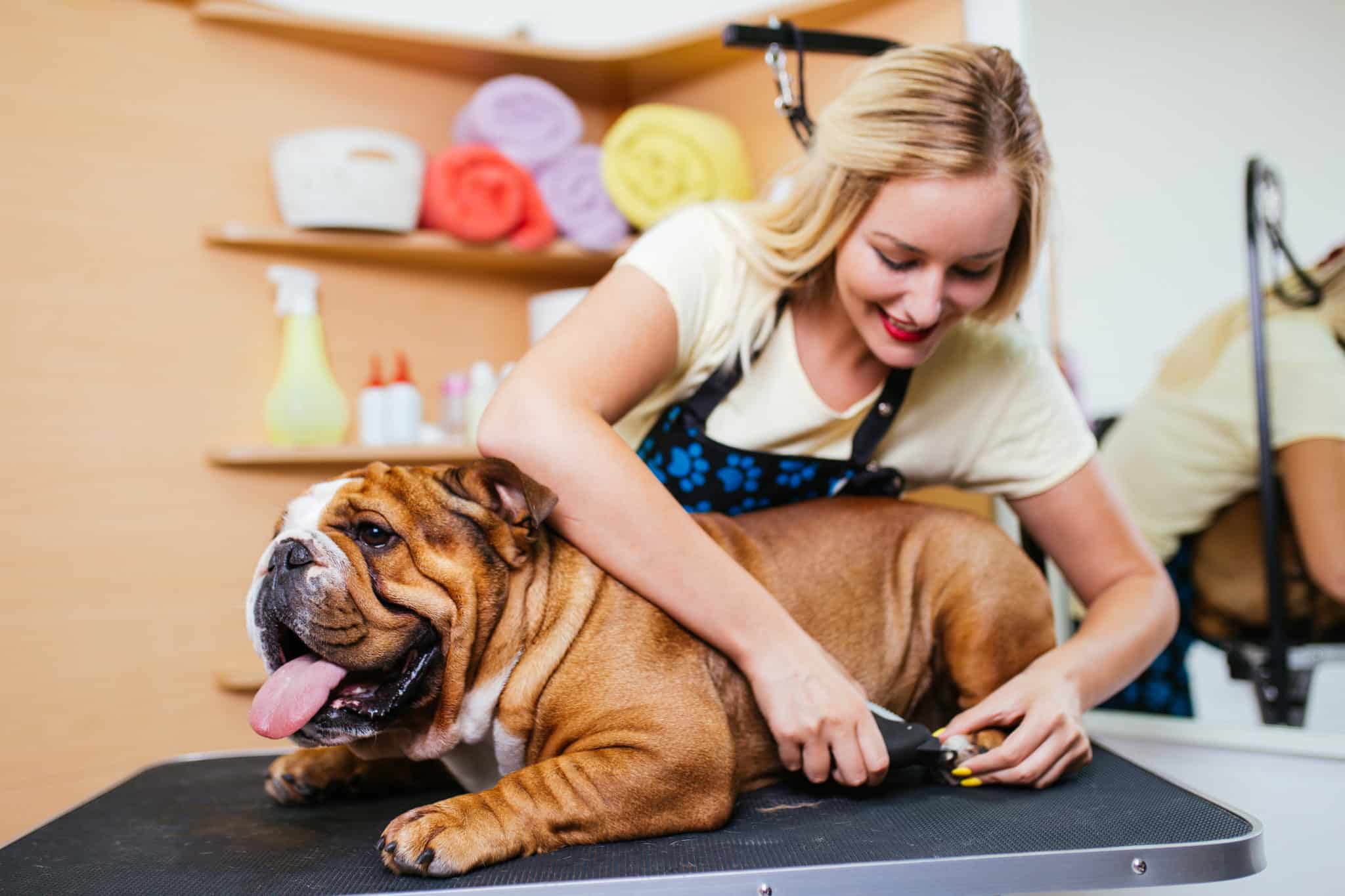 Pet Grooming Insurance Bethany Insurance Agency Free Quote