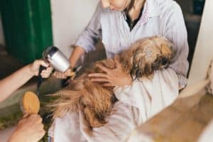 common pet groomer insurance claims